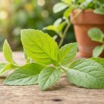Daun sambung nyawa (Gynura procumbens) diklaim atasi hipertensi, diabetes, hingga kanker.