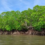 Luas mangrove Gorontalo berkurang 307 hektar dalam setahun. KKMD bentuk kemitraan dengan swasta untuk rehabilitasi, ekowisata, dan perlindungan kawasan.