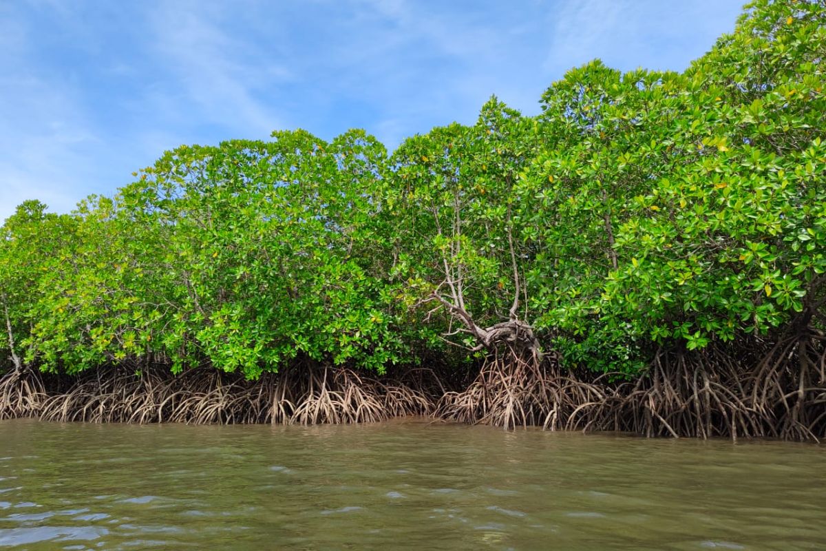 Luas mangrove Gorontalo berkurang 307 hektar dalam setahun. KKMD bentuk kemitraan dengan swasta untuk rehabilitasi, ekowisata, dan perlindungan kawasan.