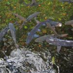 Ikan dewa atau ikan kancra bodas salah satu ikan penghuni di kolam Cigugur,Kuningan/Foto: Indonesia Kaya