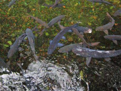 Ikan dewa atau ikan kancra bodas salah satu ikan penghuni di kolam Cigugur,Kuningan/Foto: Indonesia Kaya