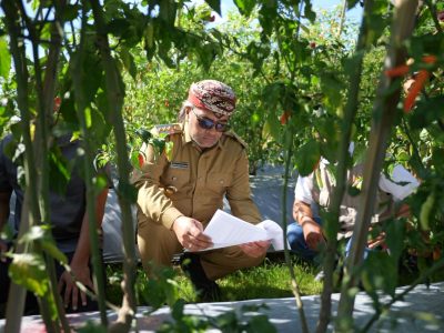 Bupati Temanggung Agus Setyawan meninjau lahan cabai milik petani Budi Hartanto di Desa Menggoro