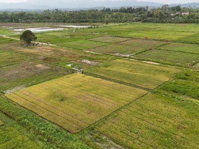 Masyarakat dan pemda di Papua dukung penuh program cetak sawah Kementerian Pertanian/Foto: Kementan