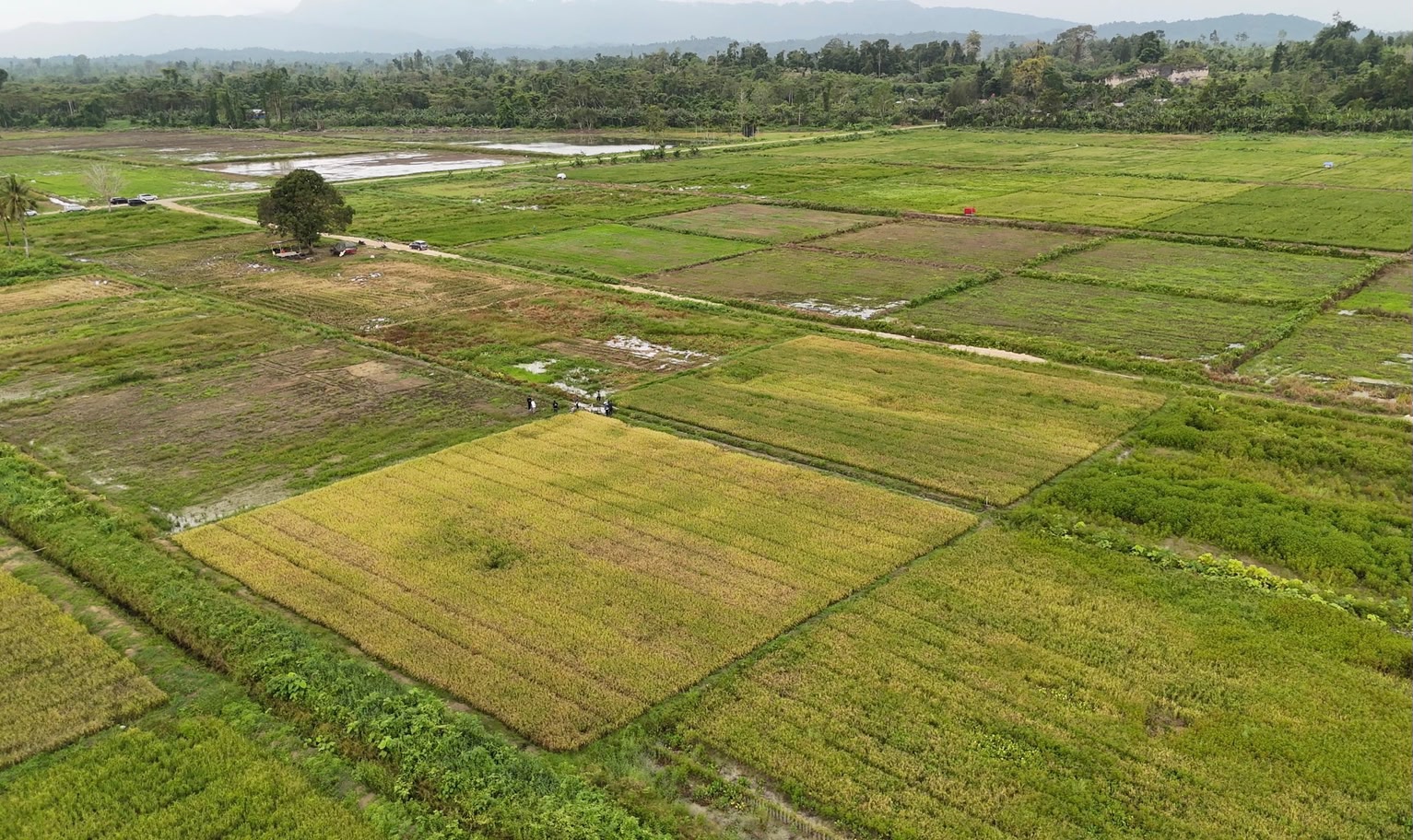 Masyarakat dan pemda di Papua dukung penuh program cetak sawah Kementerian Pertanian/Foto: Kementan