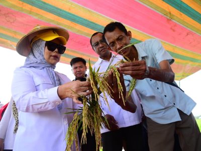Wagub Gorontalo Idah Syahidah sebut teknologi prebiotik zero waste pangkas biaya produksi padi dari Rp2 juta jadi Rp500 ribu. Gabah lebih berisi, tanah tetap subur untuk tanam berkelanjutan/Foto: Media Center Gorontalo