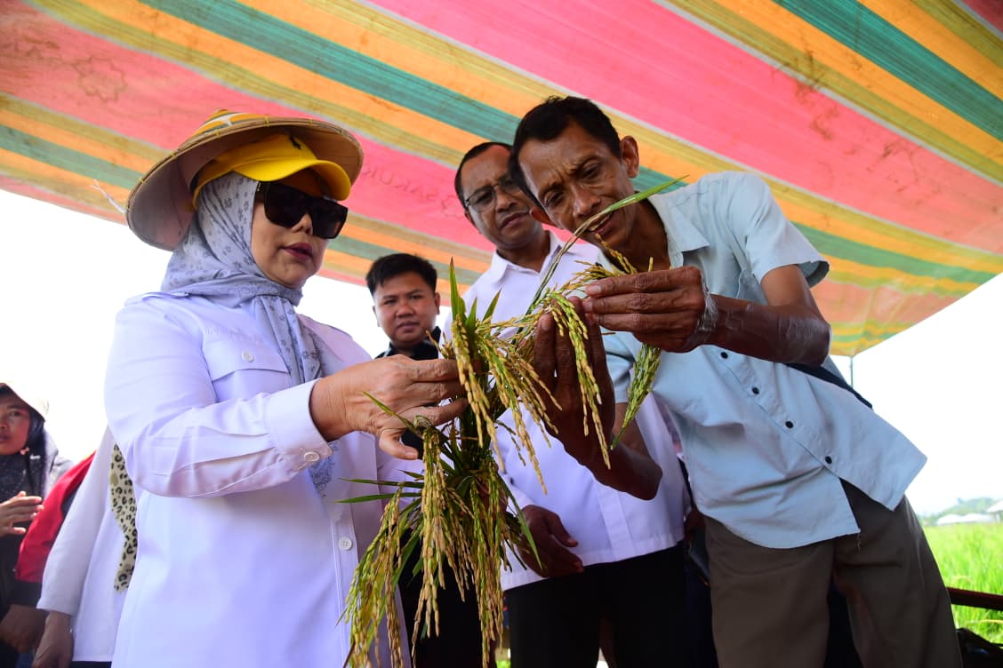Wagub Gorontalo Idah Syahidah sebut teknologi prebiotik zero waste pangkas biaya produksi padi dari Rp2 juta jadi Rp500 ribu. Gabah lebih berisi, tanah tetap subur untuk tanam berkelanjutan/Foto: Media Center Gorontalo