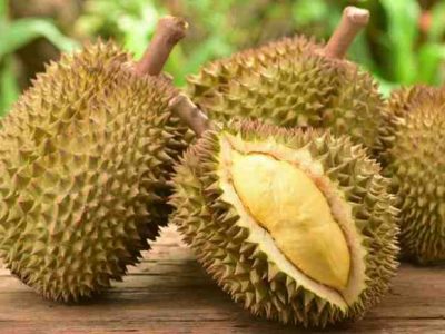 DKPP Lumajang salurkan 1.018 bibit durian Bawor ke Gapoktandes Desa Tegalbangsri. Hendra Suwandaru sebut komoditas unggulan jadi kunci daya saing dan ekonomi desa.