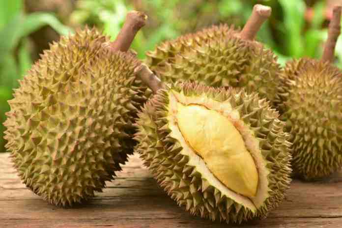 DKPP Lumajang salurkan 1.018 bibit durian Bawor ke Gapoktandes Desa Tegalbangsri. Hendra Suwandaru sebut komoditas unggulan jadi kunci daya saing dan ekonomi desa.