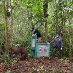 Lima orangutan rehabilitasi dilepasliarkan di TN Bukit Baka Bukit Raya. Ini pelepasliaran ke-47 dari Pusat Nyaru Menteng. Himba, korban kebakaran hutan, kini kembali ke alam liar.