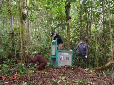 Lima orangutan rehabilitasi dilepasliarkan di TN Bukit Baka Bukit Raya. Ini pelepasliaran ke-47 dari Pusat Nyaru Menteng. Himba, korban kebakaran hutan, kini kembali ke alam liar.