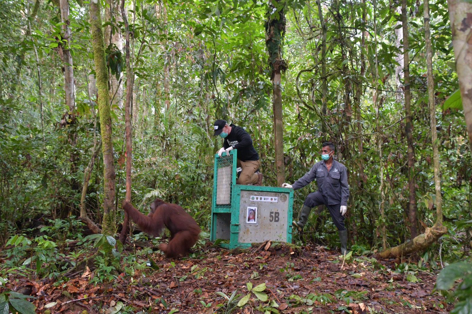 Lima orangutan rehabilitasi dilepasliarkan di TN Bukit Baka Bukit Raya. Ini pelepasliaran ke-47 dari Pusat Nyaru Menteng. Himba, korban kebakaran hutan, kini kembali ke alam liar.