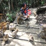 Pulau Kembang di Banjarmasin bukan taman bunga, tapi habitat kera berekor panjang yang agresif/Foto: Indonesia Kaya