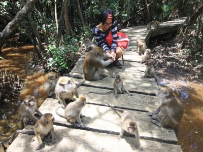 Pulau Kembang di Banjarmasin bukan taman bunga, tapi habitat kera berekor panjang yang agresif/Foto: Indonesia Kaya
