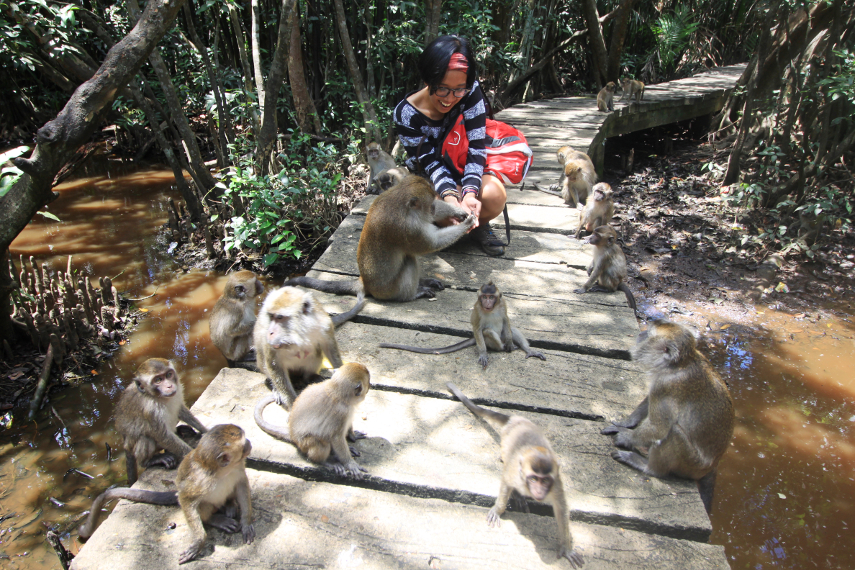 Pulau Kembang di Banjarmasin bukan taman bunga, tapi habitat kera berekor panjang yang agresif/Foto: Indonesia Kaya