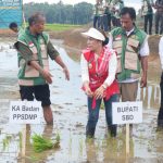 Kabupaten Sumba Barat Daya gelar Gerakan Tanam Serempak di atas lahan sawah 7.541 hektare untuk dukung swasembada pangan nasional.