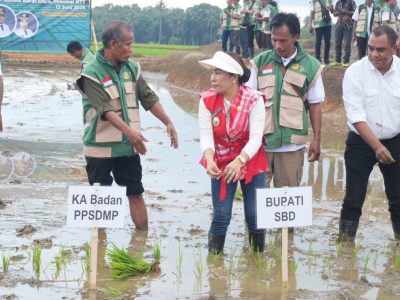 Kabupaten Sumba Barat Daya gelar Gerakan Tanam Serempak di atas lahan sawah 7.541 hektare untuk dukung swasembada pangan nasional.