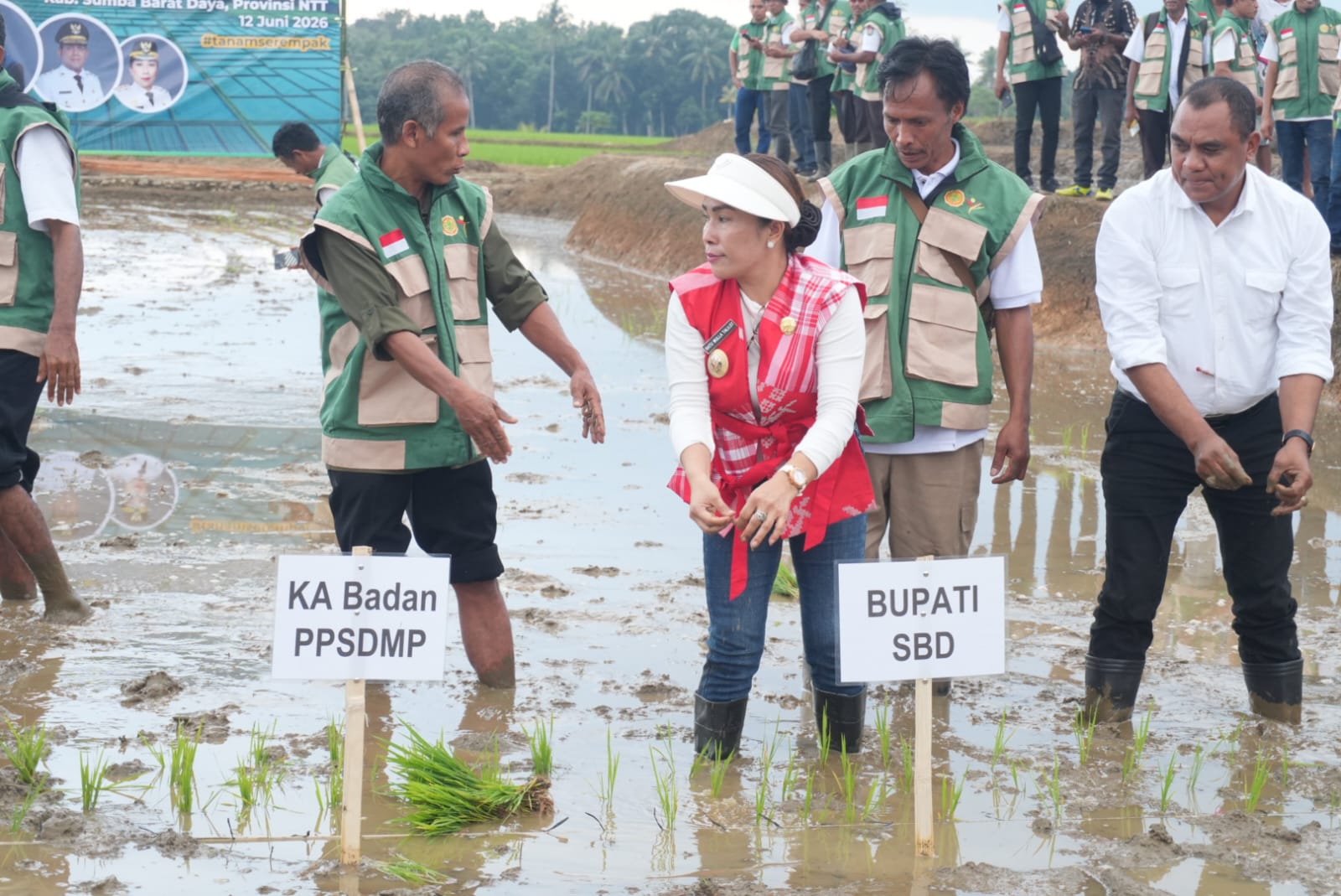 Kabupaten Sumba Barat Daya gelar Gerakan Tanam Serempak di atas lahan sawah 7.541 hektare untuk dukung swasembada pangan nasional.