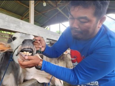 Pemko Padang genjot vaksinasi PMK tahap dua. Target 3.000 dosis selesai September 2026. Fokus pada sapi betina, gratis untuk peternak di 10 kecamatan/Foto: Humas Pemko Padang
