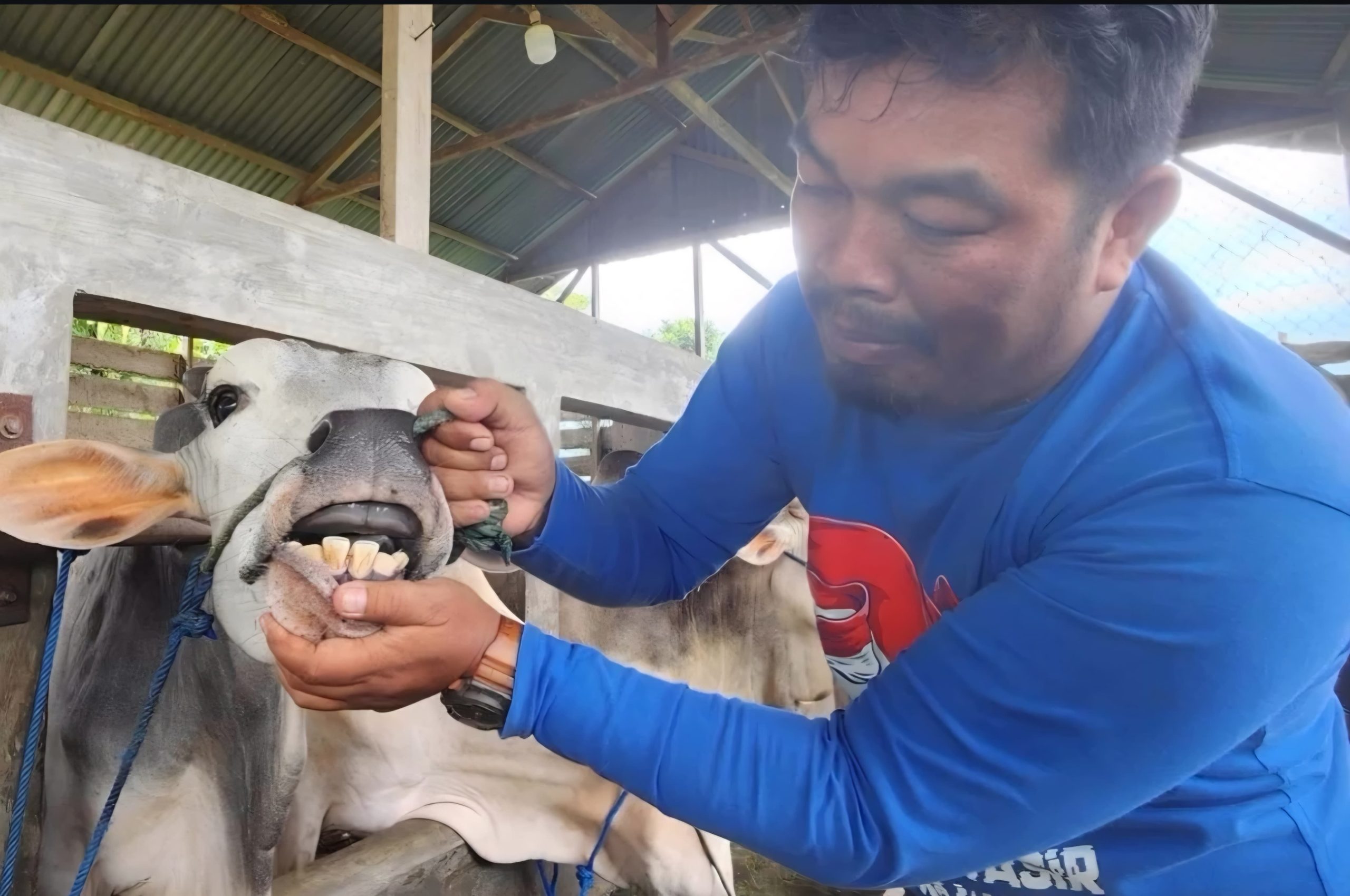 Pemko Padang genjot vaksinasi PMK tahap dua. Target 3.000 dosis selesai September 2026. Fokus pada sapi betina, gratis untuk peternak di 10 kecamatan/Foto: Humas Pemko Padang