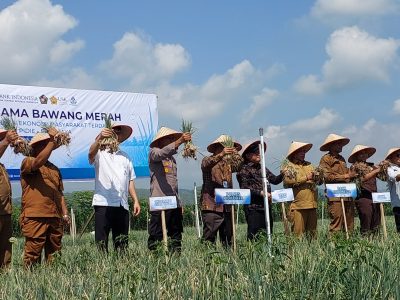 Lahan sawah bekas banjir bandang di Pidie Jaya kembali produktif. BI panen perdana bawang merah hasil program percontohan di lahan tertimbun lumpur, kerja sama dengan Pemkab dan USK/Foto: Humas Pemkab Pidie Jaya